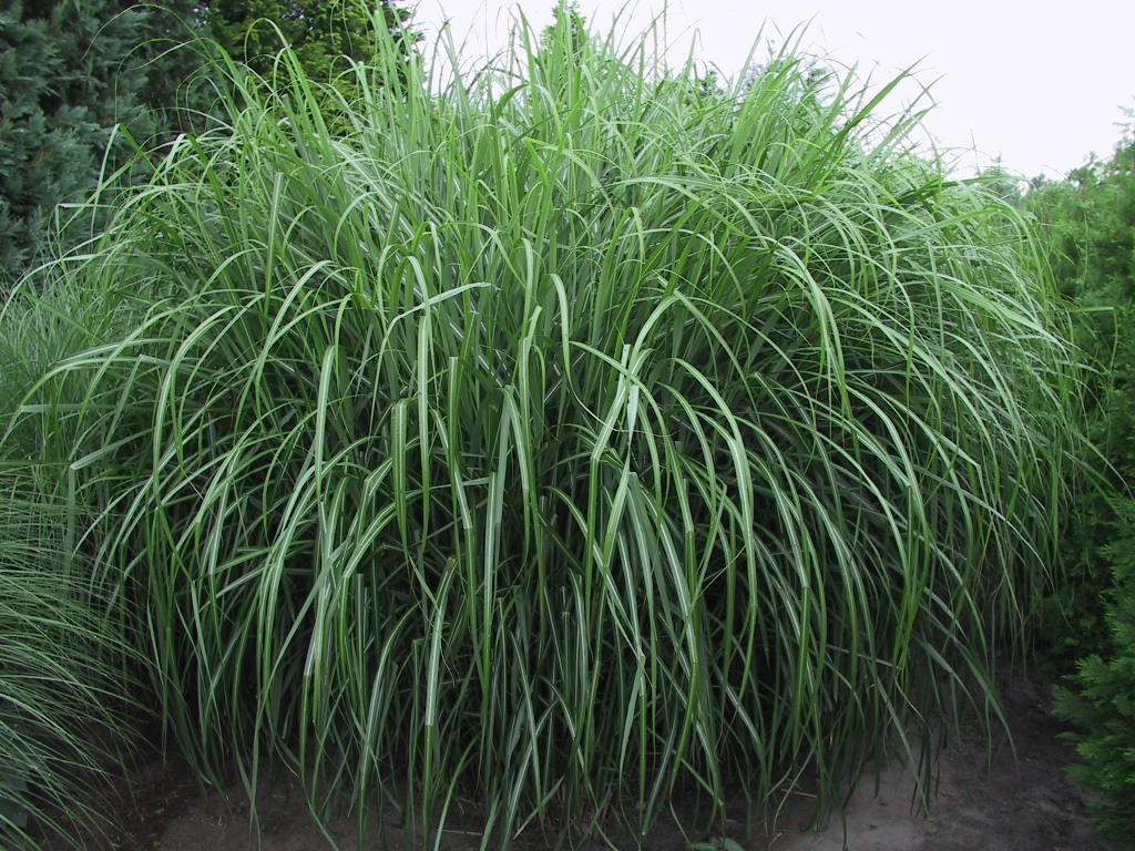 Miscanthus sinensis Roland 01.jpg